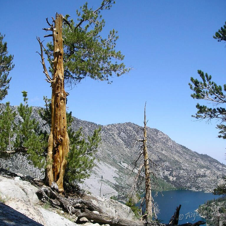 Bristlecone Pine, Lake Sabrina, John Muir Wilderness